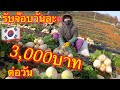 รับจ๊อบวันละ3,000บาท แรงงานไทยในเกหลี