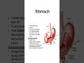 Understanding the Human Stomach – Structure &amp; Functions Explained Mp3 Song
