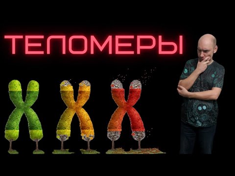 Видео: Что такое теломеры и их функции?