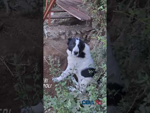 Video Agerola, due cani trovati incatenati e feriti: denunciato un 52enne