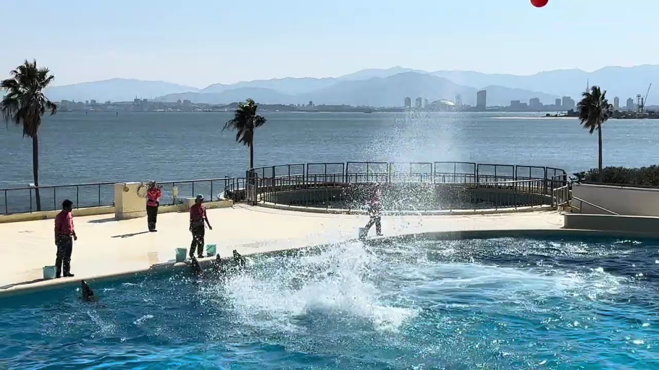 Dolphin Show - Japan Fukuoka Marine World