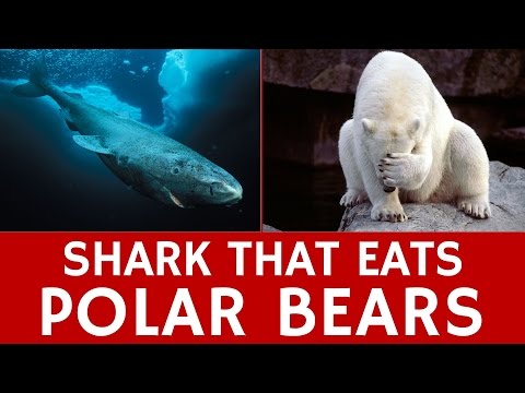 Super Predator Shark that Eats Polar Bears: Facts about Greenland Sharks