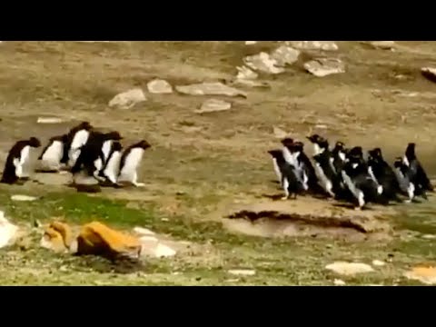 群れですれ違うペンギン  