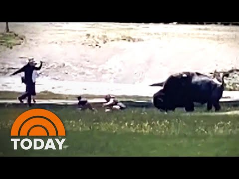 Bison Gores Man Near Old Faithful At Yellowstone National Park
