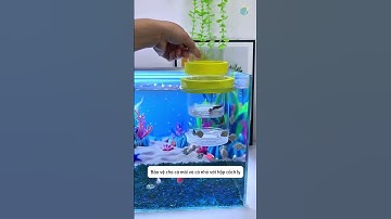 Chăm cá nhỏ thật sự thuận tiện khi có hộp cách ly trong bể #aquatic #shorts