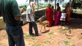 Deer in the temple of Goddess Tara Tarini (near Gopalpur , Orissa) Deer in the temple of Goddess Tara Tarini (near Gopalpur , Orissa)