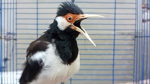 Pancingan Jalak Suren Gacor Full Isian Variasi - Masteran Suara Burung Jalak Agar Gacor Full Isian