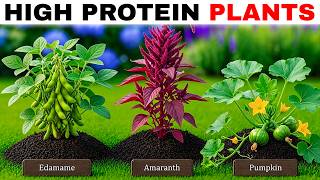 12 Plants You Can Grow at Home With More Protein Than Chicken