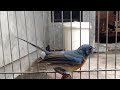 Tledekan Bambu Gacor Dengarkan Pada Burung Sikatan Bahan Bisu Langsung Nyaut Bunyi Mp3 - Mp4 Download