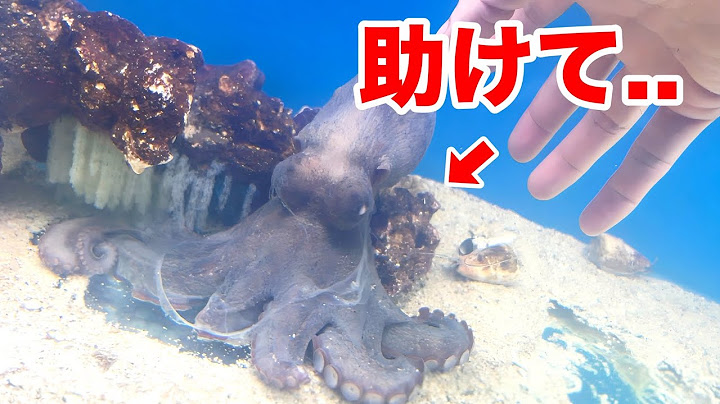 鮮魚店で売れ残った食用タコが命をかけて守りたかったものがヤバすぎた..！！
