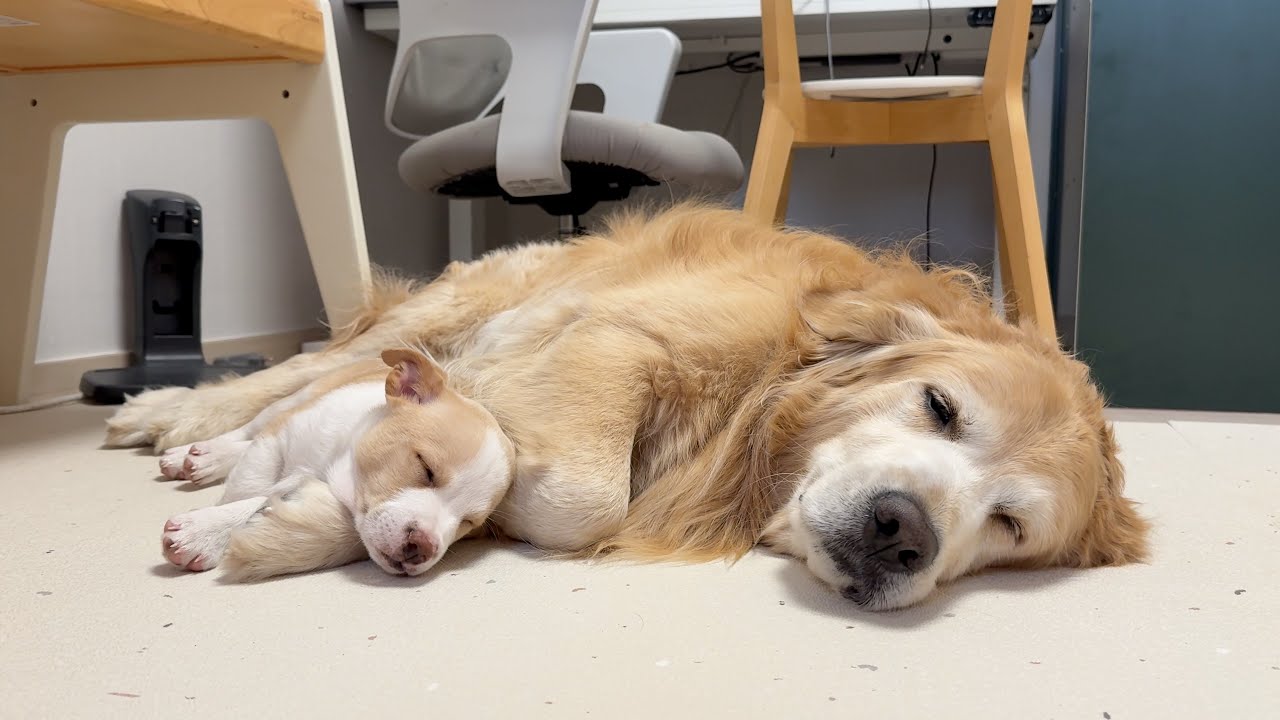 다시 만난 천사 리트리버에게 안겨서 잠든 새끼 강아지 ㅋㅋㅋ