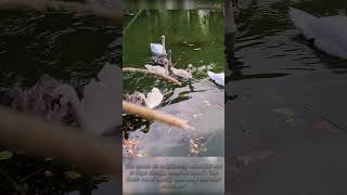 Invasion from neighboring #swans 20230724 #shorts 01