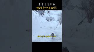 オオカミから食料を守る知恵