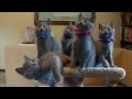 Chartreux kittens playing の動画、YouTube動画。