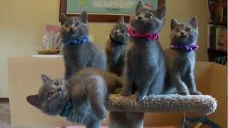 Chartreux kittens playing