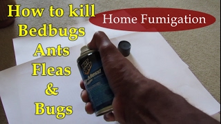 DIY Pest Control - How to Get Rid Of Ant, Fleas & Bed Bugs