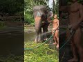 Tarzan travel