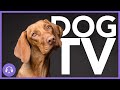 FAST DOG ENTERTAINMENT VIDEO - Dog TV - Video for Dogs in 4K