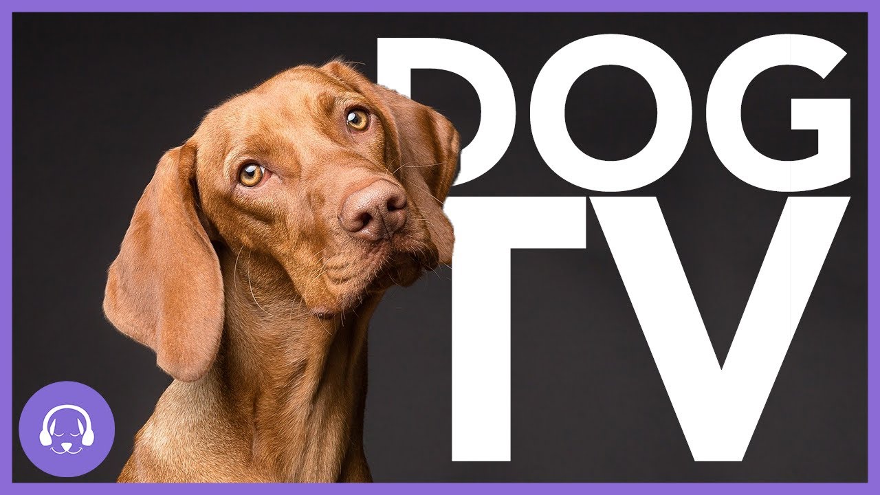 FAST DOG ENTERTAINMENT VIDEO - Dog TV - Video for Dogs in 4K 