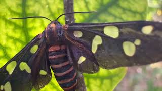 A Beautiful Butterfly #naturelovers #nature #macrovideography #butterfly #viral by Nature - Life Captured 199 views 2 months ago 1 minute, 6 seconds