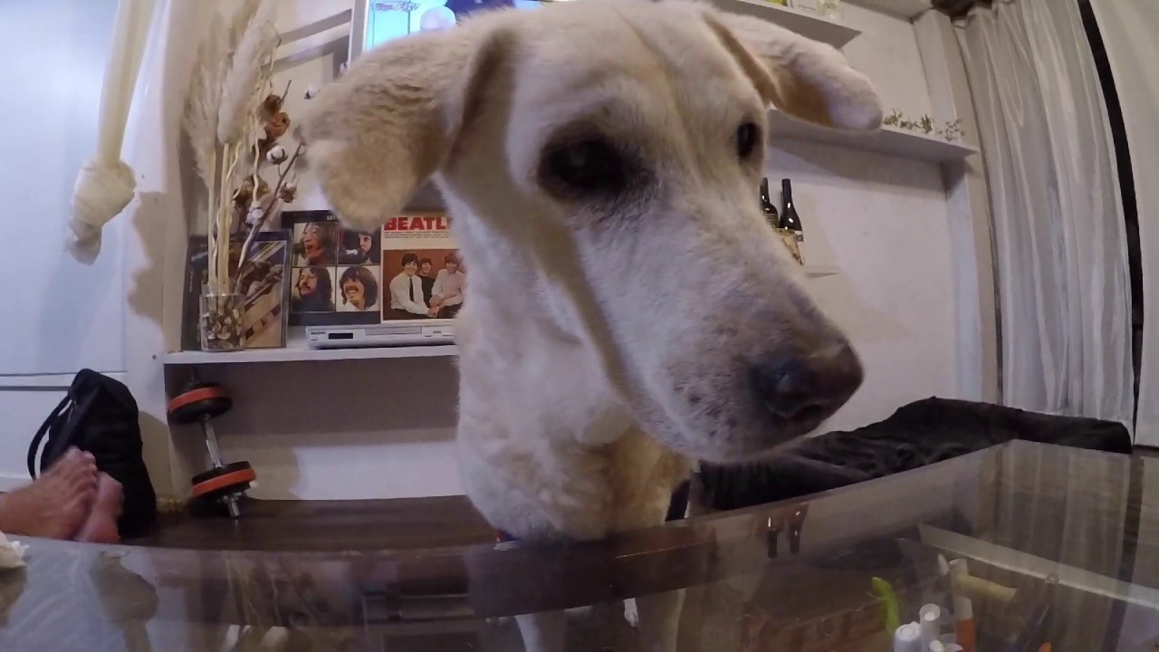 18歳おばあちゃん犬 モナカの長生きの秘訣 Youtube