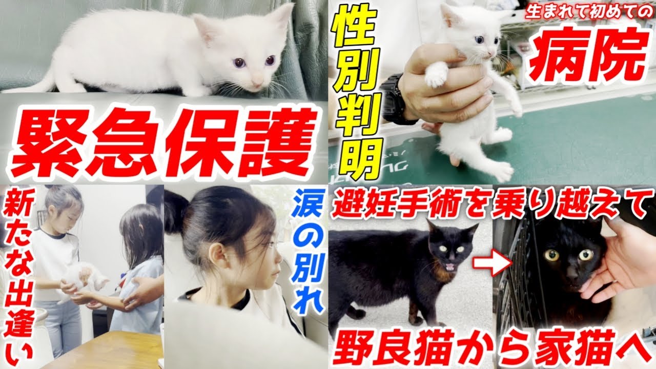 過酷な環境にいた近所の野良猫が優しい里親さんに出逢うまで！【猫と