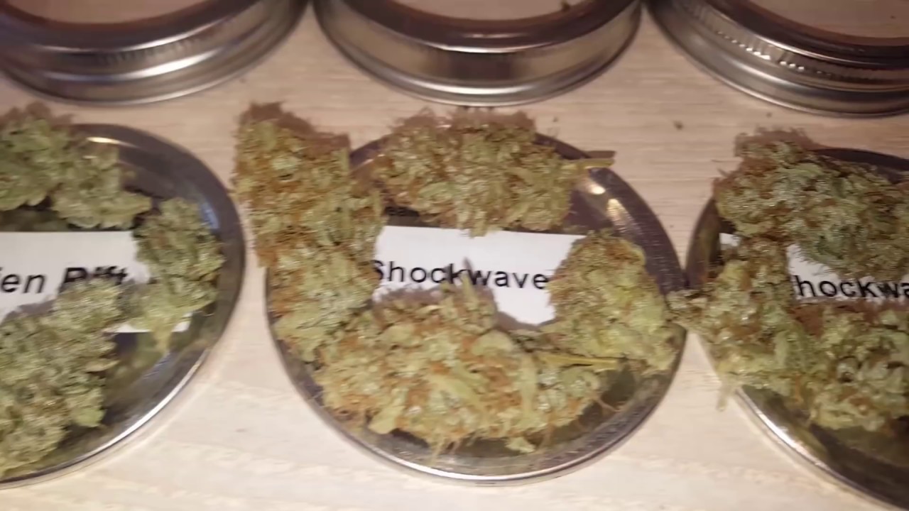 DuoLux 600 LED in a 4x4 Grow Tent - EP. 17 - Alien Rift, Shockwave & Dragons Breath Results