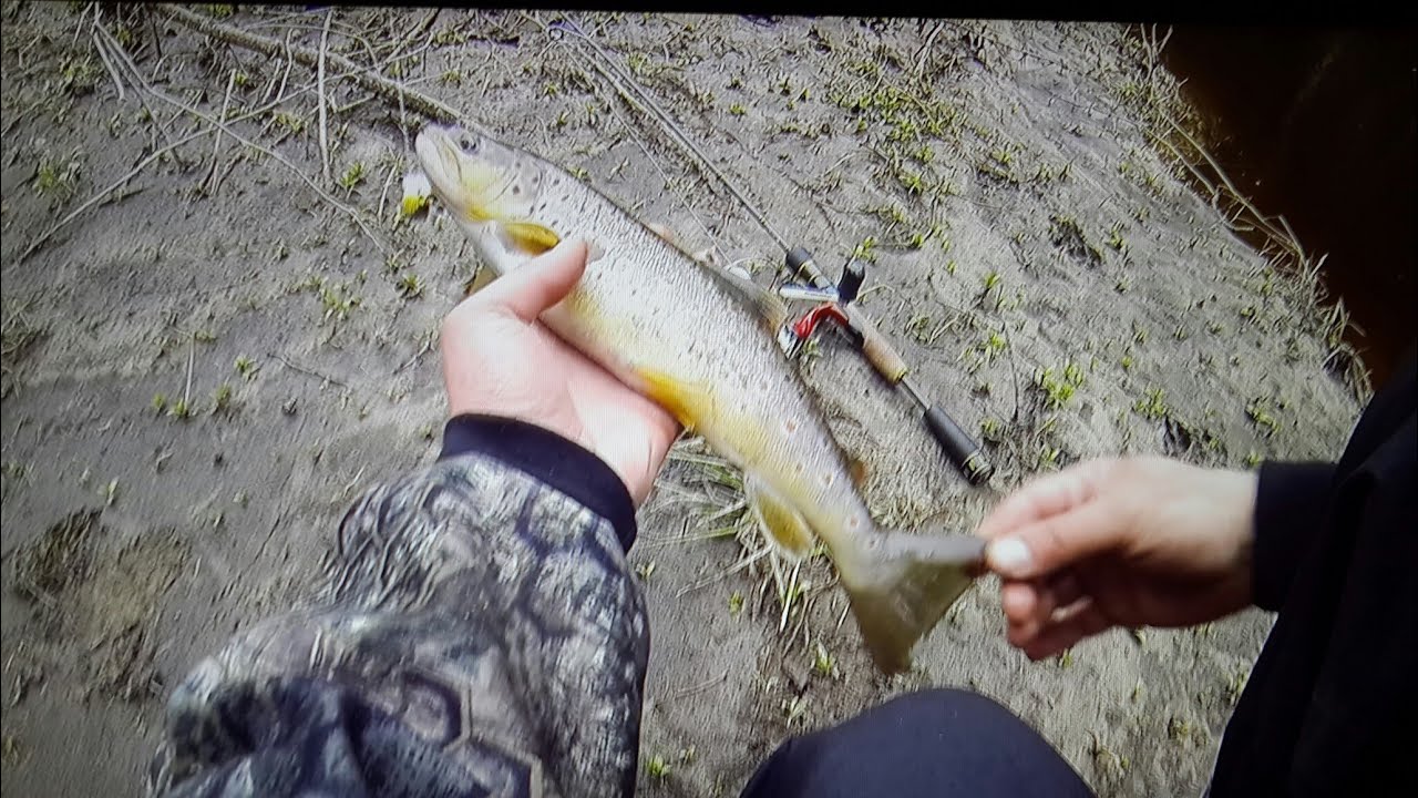 ФОРЕЛЬ  В МАЕ РЕКА  (ЛЕНИНГРАДСКОЙ ОБЛАСТИ  )   проверка Nanofil  BNN-FILM #36