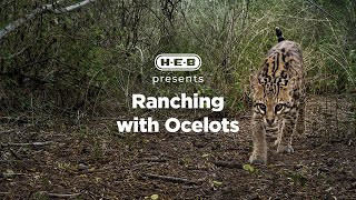H-E-B | Our Texas, Our Future Films: Ranching with Ocelots