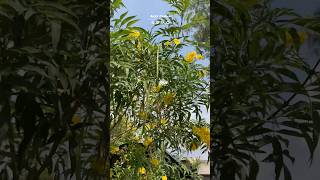 Nixtamalayo, tronadora, retama o flor de San Juan, como lo conoces???