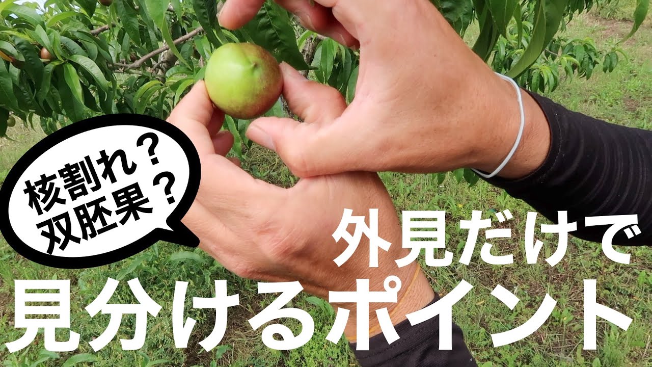 ここに注目】桃の双胚果と核割れ果の見分け方。 - YouTube