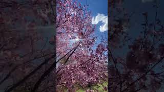 Cuoi Xuan o Finland    #memes #phanlan #bacau #cuocsong