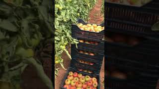 Pink tomato РОЗОВЫЙ ПОМИДОР الوردي الطماطم  TURKEY