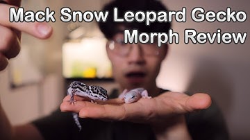 Mack Snow Leopard Gecko Morph Review | GECKOPIA