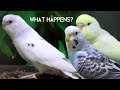 What happens to Budgies that don't get sold?