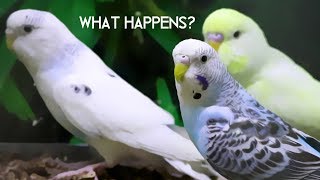 What happens to Budgies that don't get sold?
