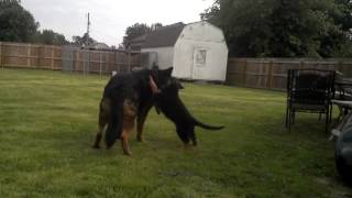 Zoey Memorial Day 2013