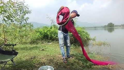 Tèo Câu Cá - Câu Cá Đập Tự Nhiên Cuốn Ổ Rô Phi