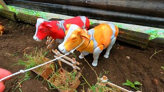 Simulasi Potong Sapi Qurban | Sapi Ngamuk | #cattle #dumptruck #003