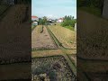#drone #bali #dogs
