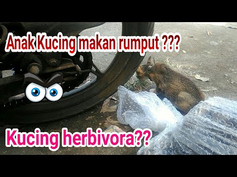 Kucing Makan Rumput ??? - YouTube