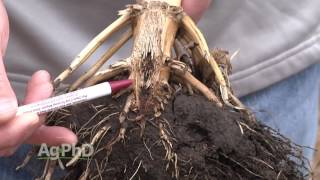 Farm Basics #946 Corn Root Systems (Air Date 5-22-16)
