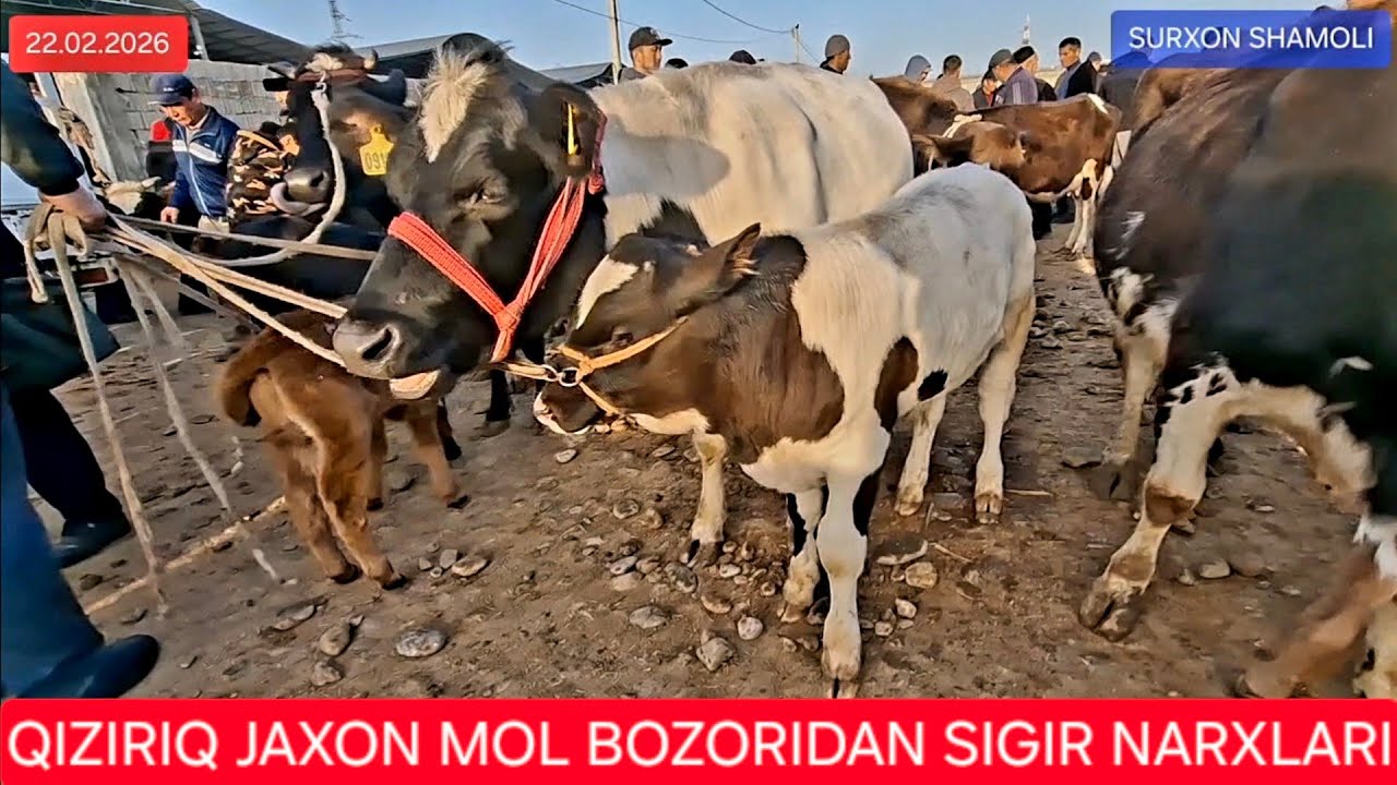 22.02.2026 QIZIRIQ JAXON MOL BOZORIDAN SIGIR NARXLARI