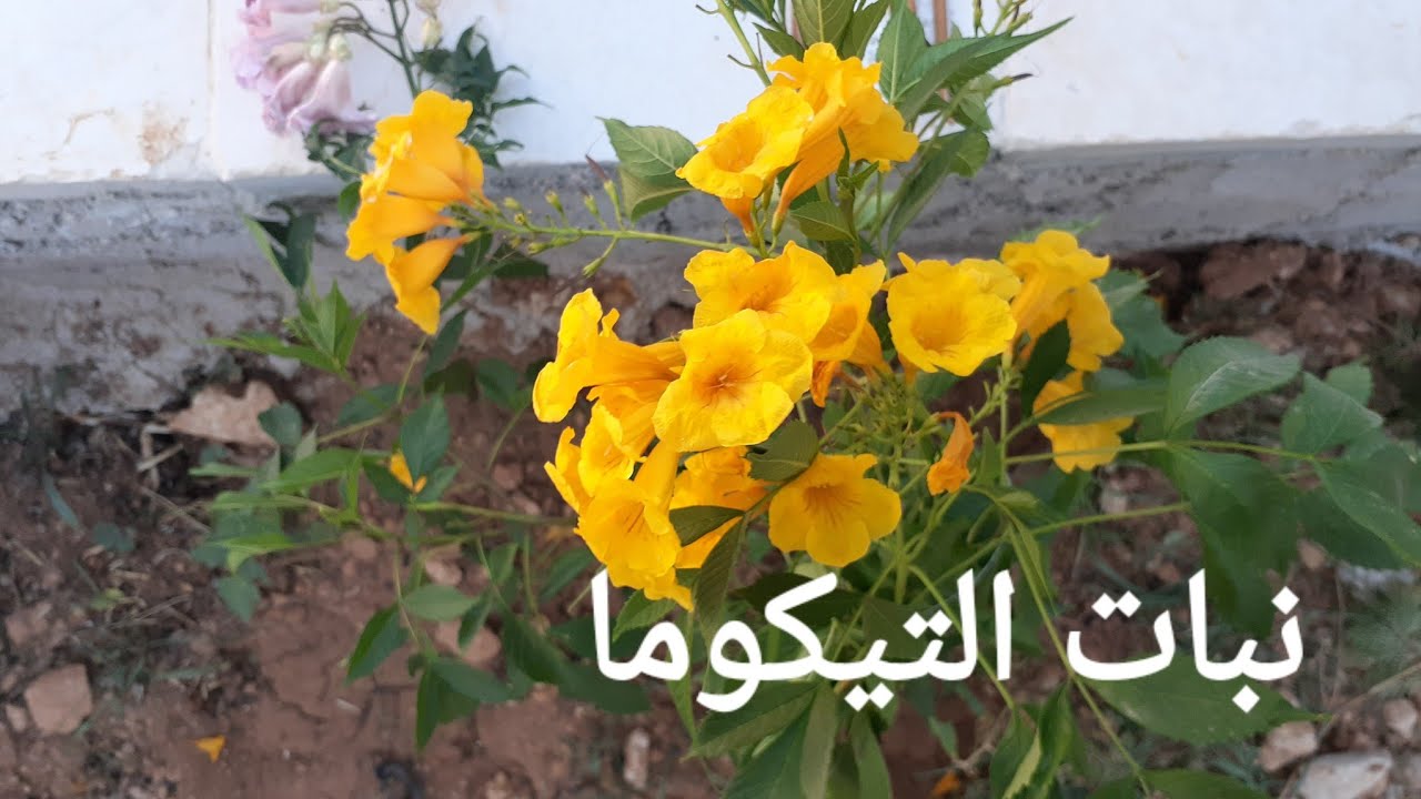 زراعة التيكوما و العناية بها ، #نبات_التيكوما ،  Tecoma