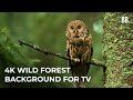 4k forest  wild sounds  4k forest relaxation film  forest wildlife animals screensaver
