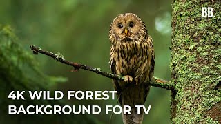 4K Forest \& Wild Sounds | 4K Forest Relaxation Film | Forest Wildlife Animals ScreenSaver