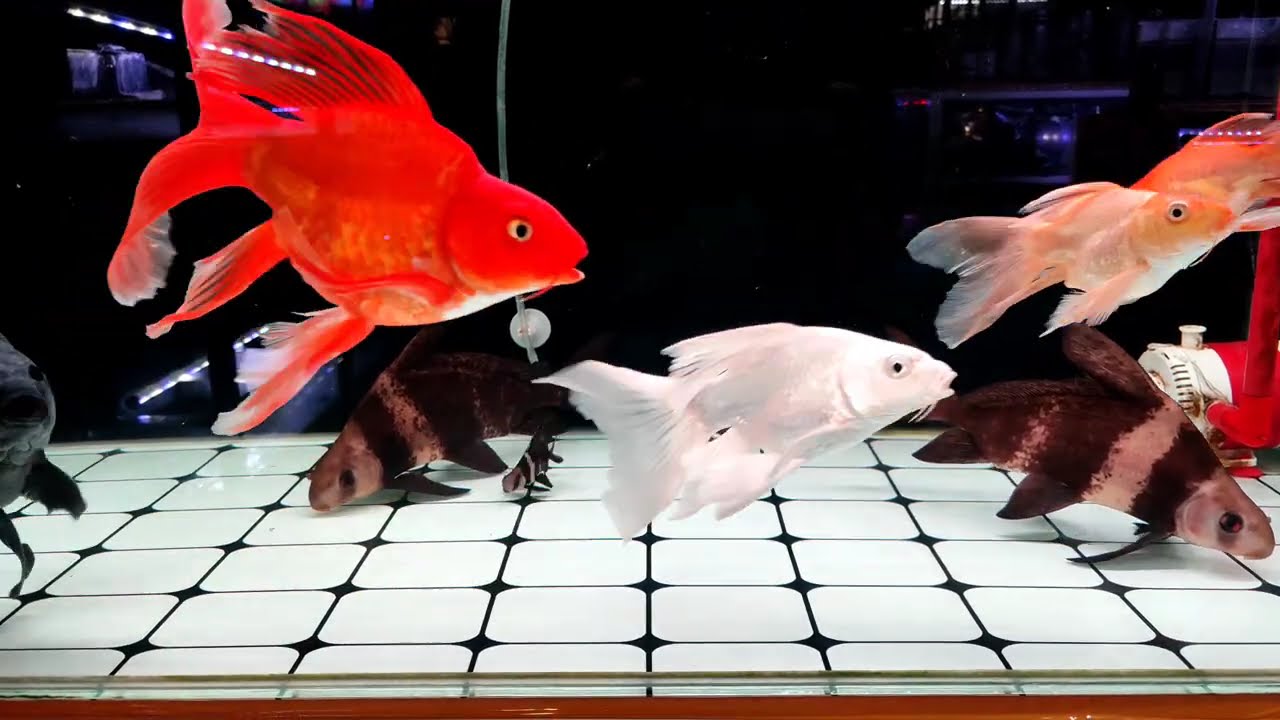 Ikan Ryukin atau Koki dengan ukuran yang besar