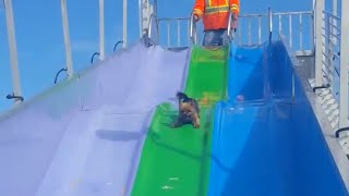 Puppy Rides Slide At Fun Fair