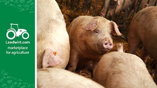 Richtige Fütterung In Der Schweinemast Landwirt