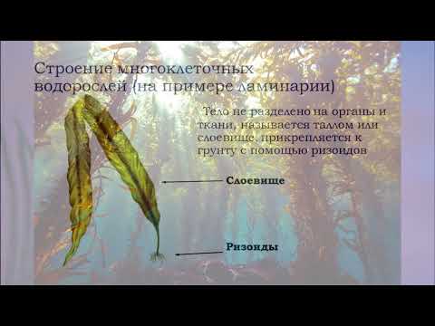 "Отдел Бурые водоросли", Биология 7 класс, Сивоглазов